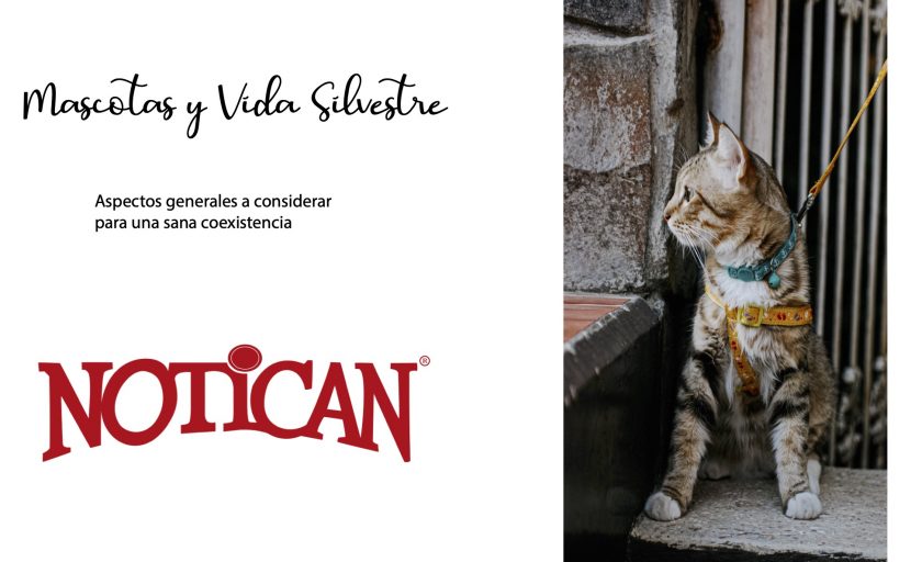 Mascotas y Vida Silvestre: Aspectos generales a considerar para una sana coexistencia